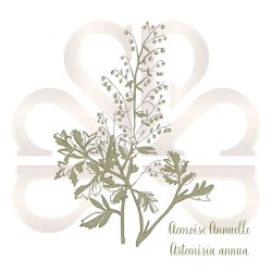 ARMOISE ANNUELLE (ARTEMISIA ANNUA)