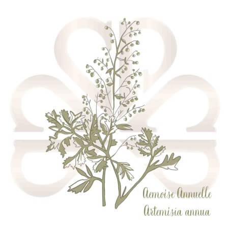 ARMOISE ANNUELLE (ARTEMISIA ANNUA) ARMOISE ANNUELLE (ARTEMISIA ANNUA)
