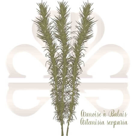 ARMOISE A BALAIS ARMOISE A BALAIS