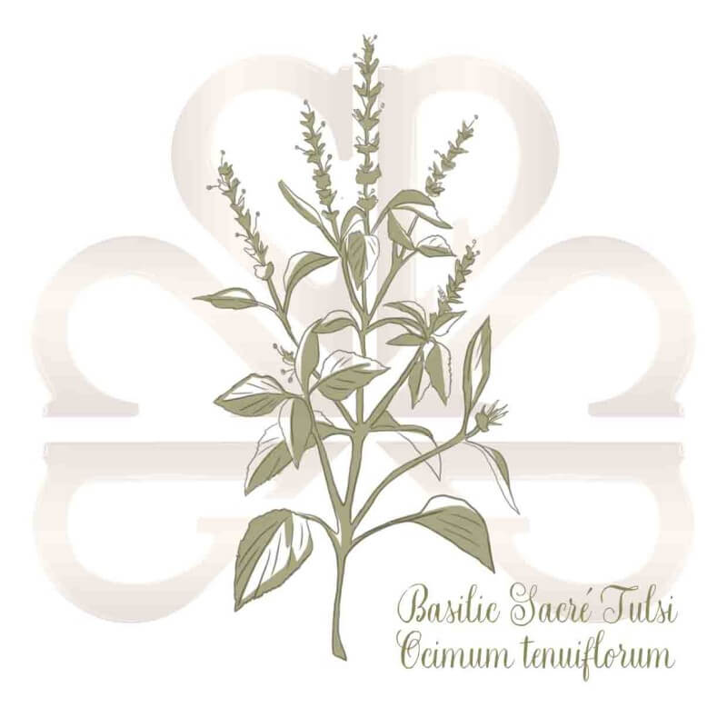 BASILIC SACRE TULSI BASILIC SACRE TULSI