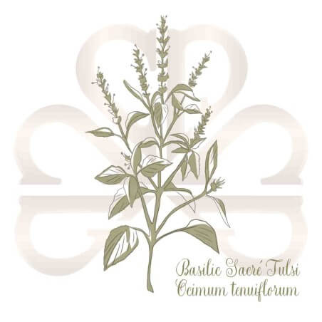BASILIC SACRE TULSI BASILIC SACRE TULSI