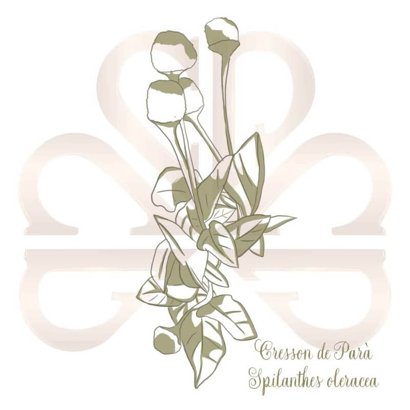 CRESSON DE PARA (BREDE MAFANE JAUNE) CRESSON DE PARA (BREDE MAFANE JAUNE)