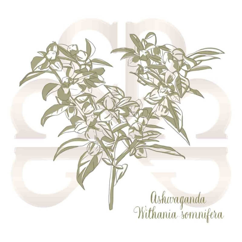 WITHANIA ASHWAGANDHA WITHANIA ASHWAGANDHA
