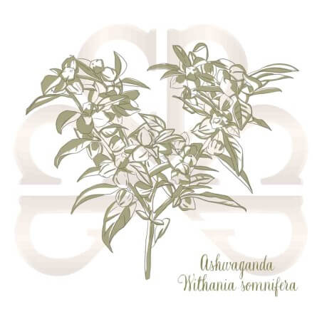 WITHANIA ASHWAGANDHA WITHANIA ASHWAGANDHA