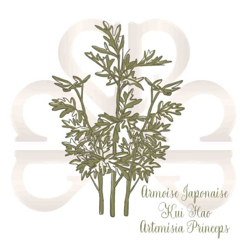 ARMOISE JAPONAISE KUI HAO ARMOISE JAPONAISE KUI HAO