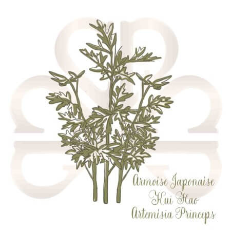 ARMOISE JAPONAISE KUI HAO ARMOISE JAPONAISE KUI HAO