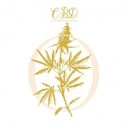 CANNABIS CBD