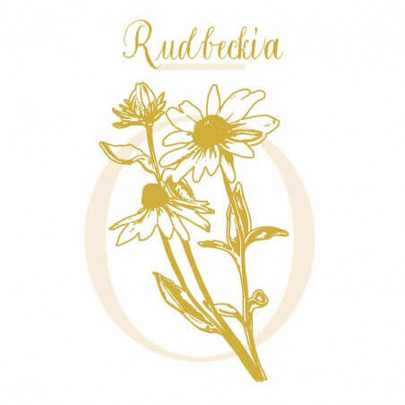 RUDBECKIA