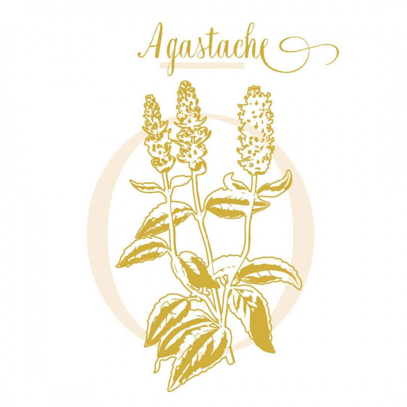 AGASTACHE