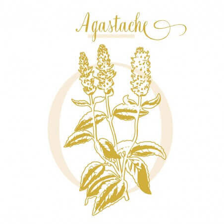 AGASTACHE