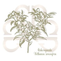 WITHANIA ASHWAGANDHA 2