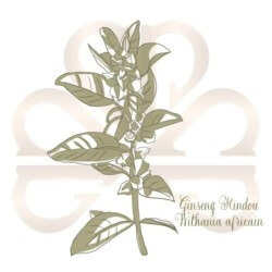 WITHANIA GINSENG HINDOU 2