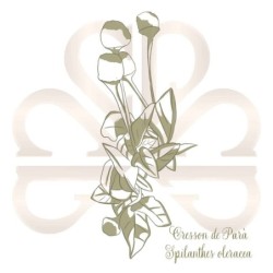 CRESSON DE PARA (BREDE MAFANE JAUNE) 2