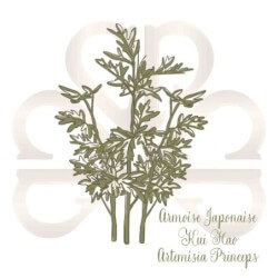 ARMOISE JAPONAISE KUI HAO 2
