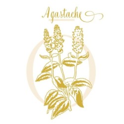 AGASTACHE 2