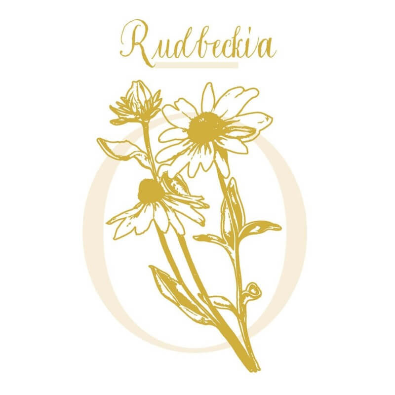 RUDBECKIA