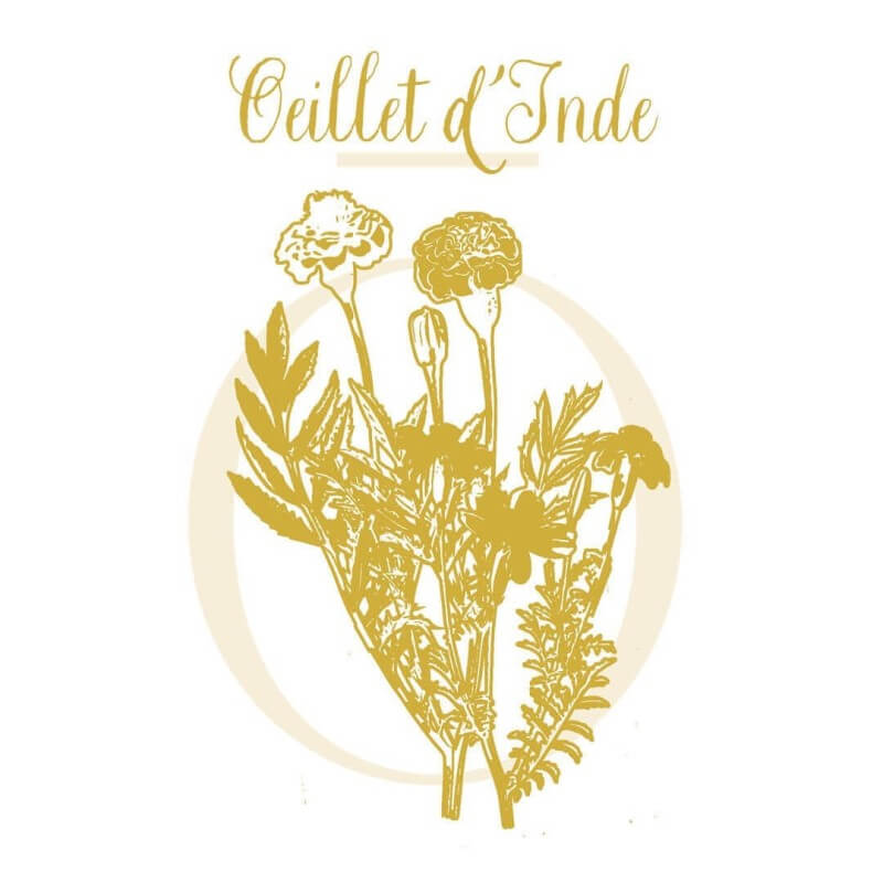 OEILLET D'INDE (TAGETE)